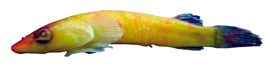 Apletodon incognitus_092